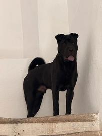 Cucciolo di 1 anno shar pai