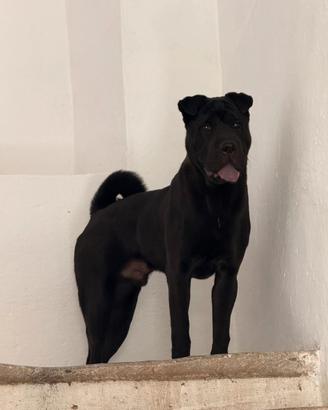 Cucciolo di 1 anno shar pai