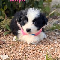 6 cucciole da adottare