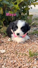 6 cucciole da adottare