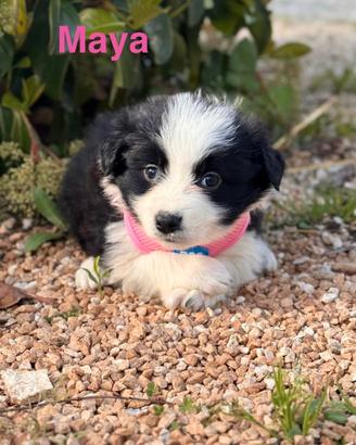 6 cucciole da adottare