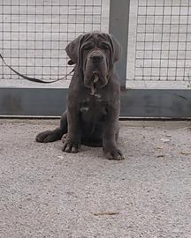 Mastino napoletano