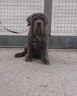 Mastino napoletano