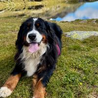 Cuccioli Bovaro del Bernese