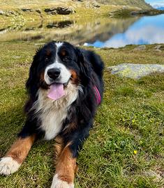 Cuccioli Bovaro del Bernese