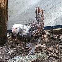 Galline galli brahma amrock incroci 5 dita