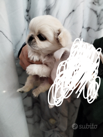 Chihuahua maschietto