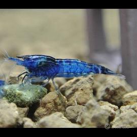 Neocaridina blu diamond