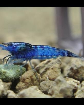 Neocaridina blu diamond