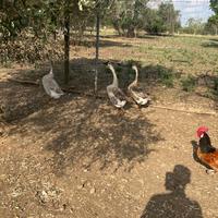 Oche cignoidi maschi