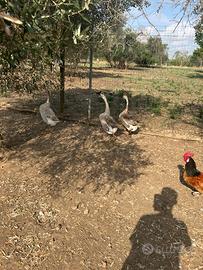 Oche cignoidi maschi