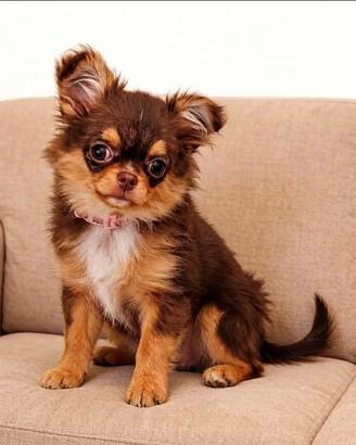 Cucciola Chihuahua