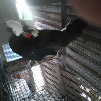 Galline