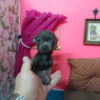 Allevamento Chihuahua CIOCCOLATO MASCHIO AV2