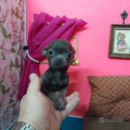 Allevamento Chihuahua CIOCCOLATO MASCHIO AV2