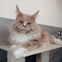 Maschio maine coon adulto STERILIZZATO