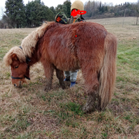 Pony bravissimo