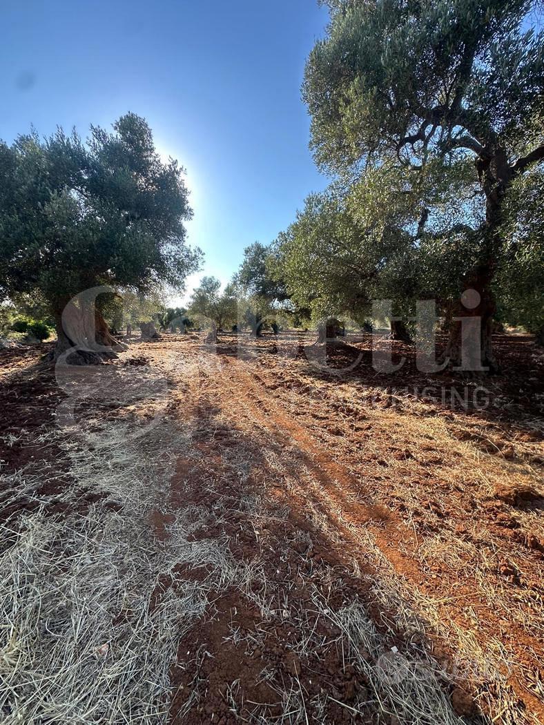 Terreno Agricolo Ostuni [Cod. rif 3331447VCG] - Vista 2