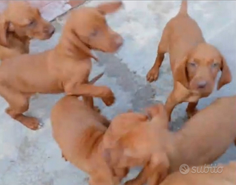 Cuccioli di bracco ungherese vizsla