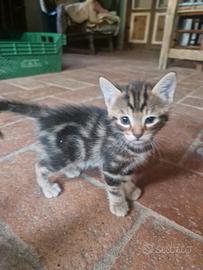 gattini