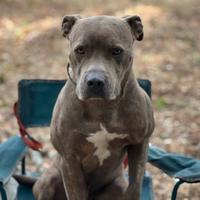 Pitbull blue nose