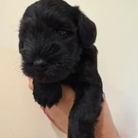 Ultimo schnauzer nano nero