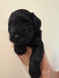 Ultimo schnauzer nano nero