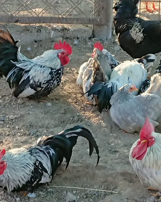 Galline cabo