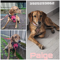 Paige rinuncia di proprietà attende una famiglia