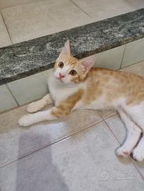 Zen gattino 4 mesi