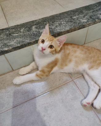 Zen gattino 4 mesi
