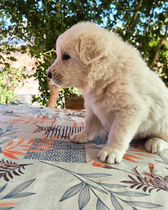 Cuccioli Pastore Abruzzese - Alta Genealogia e Ped