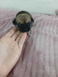 Cucciola di chihuahua