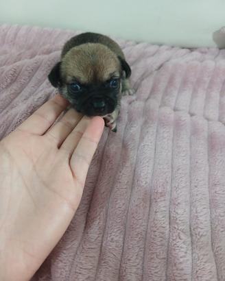 Cucciola di chihuahua