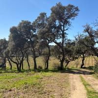 Vigneto con immobile rurarle