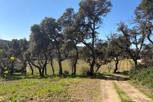 Vigneto con immobile rurarle