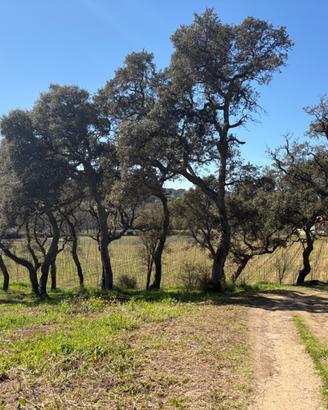 Vigneto con immobile rurarle