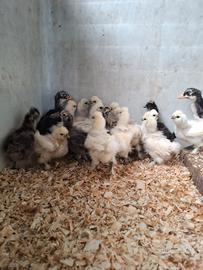 Pulcini di gallina