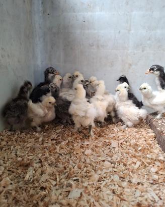 Pulcini di gallina