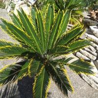 Cycas revoluta var. 'aurea'