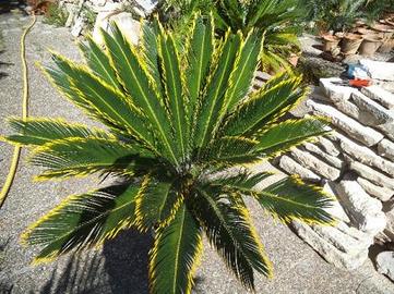 Cycas revoluta var. 'aurea'
