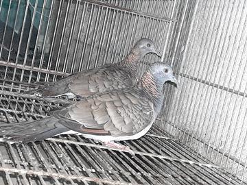 Tortore delle mangrovie