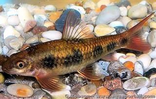 Garra spilota
