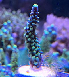 Acropora Secale Joker