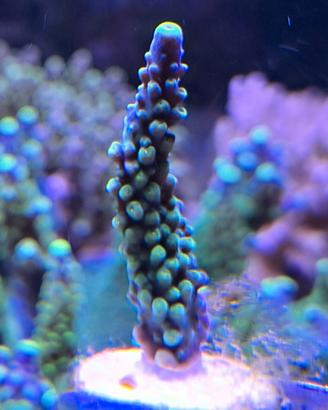 Acropora Secale Joker