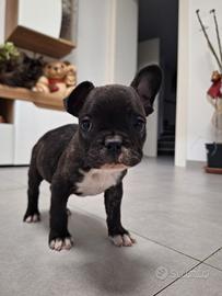 Cucciolo di Bulldog Francese