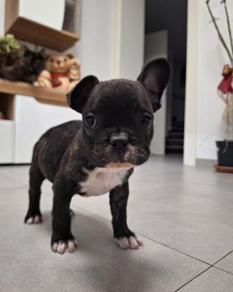 Cucciolo di Bulldog Francese