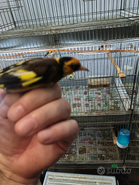 Cardellino nostrano giallo