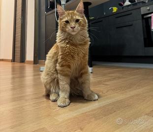 Gatto Maine coon maschio