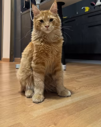 Gatto Maine coon maschio